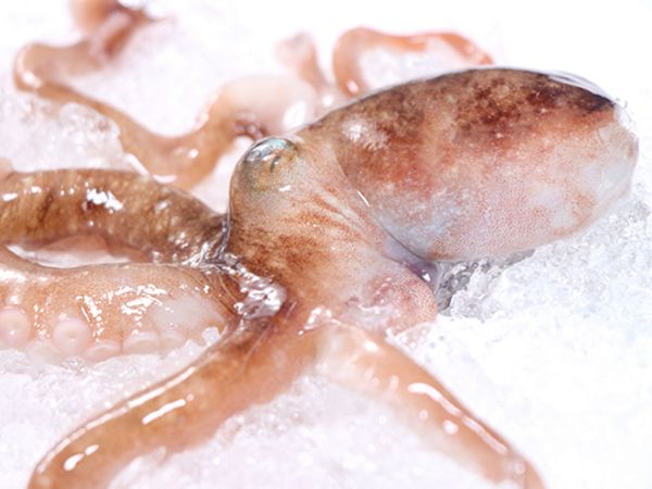 Baby Octopus