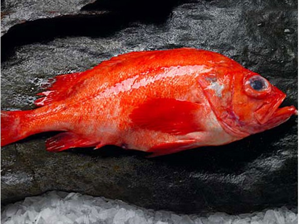 red fish