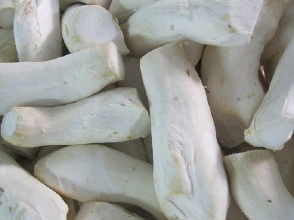 Pleurotus Eryngii