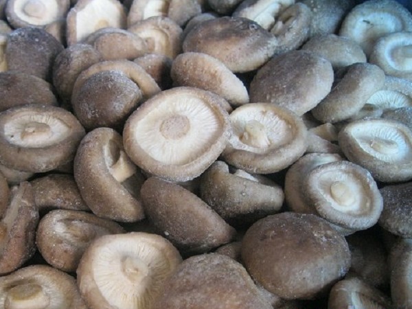 Shiitake