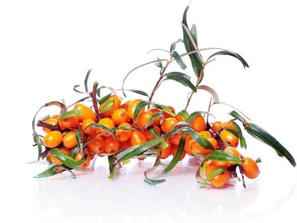 Sea Buckthorn