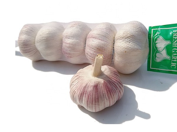 fresh garlic