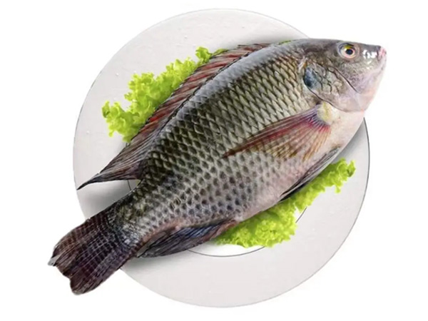 Tilapia Whole Round